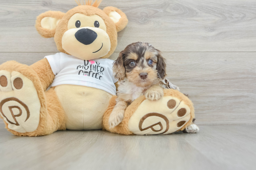 5 week old Cockapoo Puppy For Sale - Florida Fur Babies