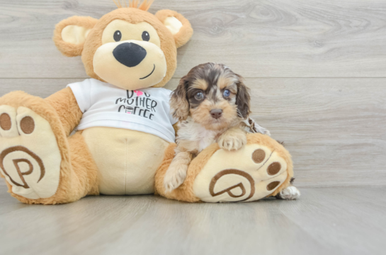 Adorable Cocker Doodle Poodle Mix Puppy