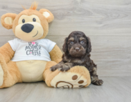 8 week old Cockapoo Puppy For Sale - Florida Fur Babies