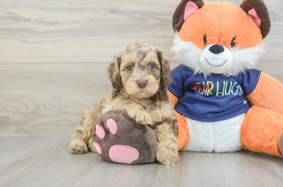 6 week old Cockapoo Puppy For Sale - Florida Fur Babies
