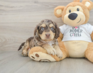 6 week old Cockapoo Puppy For Sale - Florida Fur Babies