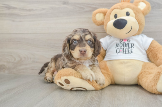Cockapoo Puppy for Adoption