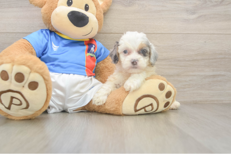 Best Cockapoo Baby
