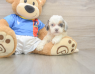6 week old Cockapoo Puppy For Sale - Florida Fur Babies