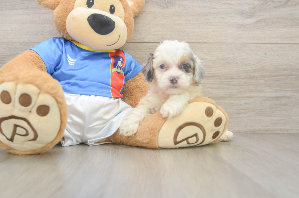 5 week old Cockapoo Puppy For Sale - Florida Fur Babies
