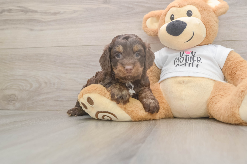 5 week old Cockapoo Puppy For Sale - Florida Fur Babies