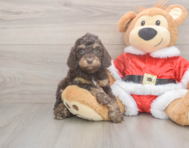 6 week old Cockapoo Puppy For Sale - Florida Fur Babies