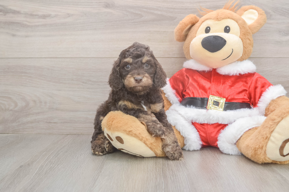 5 week old Cockapoo Puppy For Sale - Florida Fur Babies