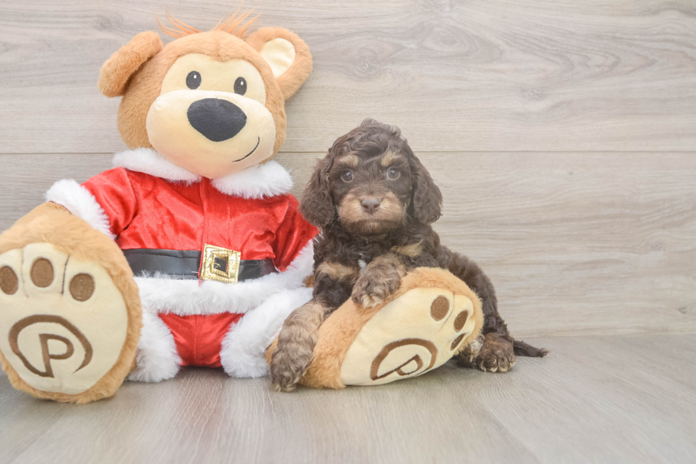 Little Cocker Doodle Poodle Mix Puppy