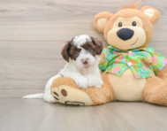 5 week old Cockapoo Puppy For Sale - Florida Fur Babies