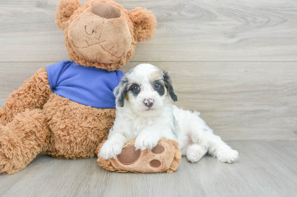 5 week old Cockapoo Puppy For Sale - Florida Fur Babies