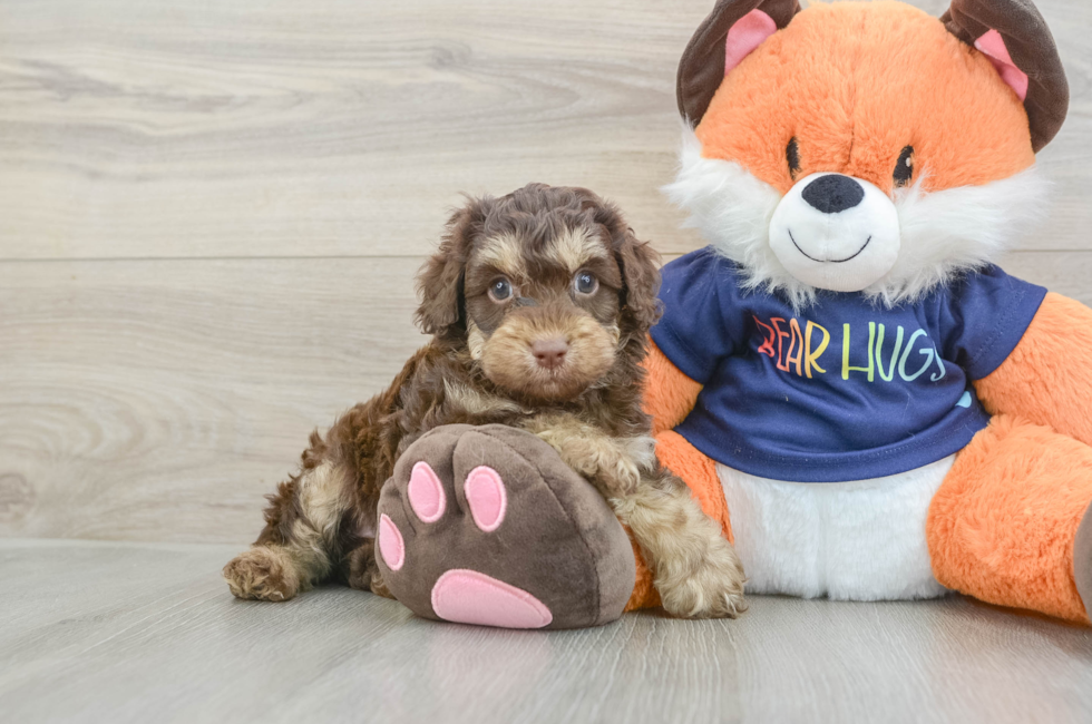 6 week old Cockapoo Puppy For Sale - Florida Fur Babies