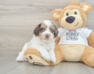 6 week old Cockapoo Puppy For Sale - Florida Fur Babies