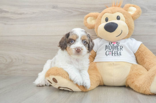 Cockapoo Pup Being Cute