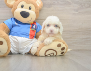 7 week old Cockapoo Puppy For Sale - Florida Fur Babies
