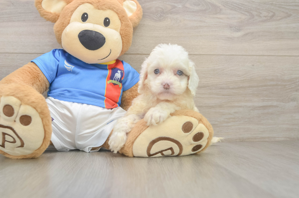 5 week old Cockapoo Puppy For Sale - Florida Fur Babies