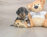 6 week old Cockapoo Puppy For Sale - Florida Fur Babies