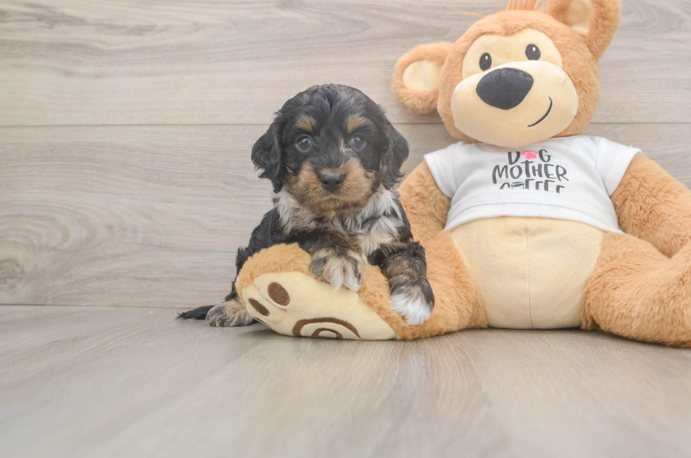 5 week old Cockapoo Puppy For Sale - Florida Fur Babies