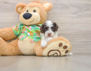 5 week old Cockapoo Puppy For Sale - Florida Fur Babies