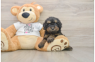 Popular Cockapoo Poodle Mix Pup