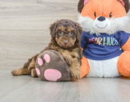 8 week old Cockapoo Puppy For Sale - Florida Fur Babies