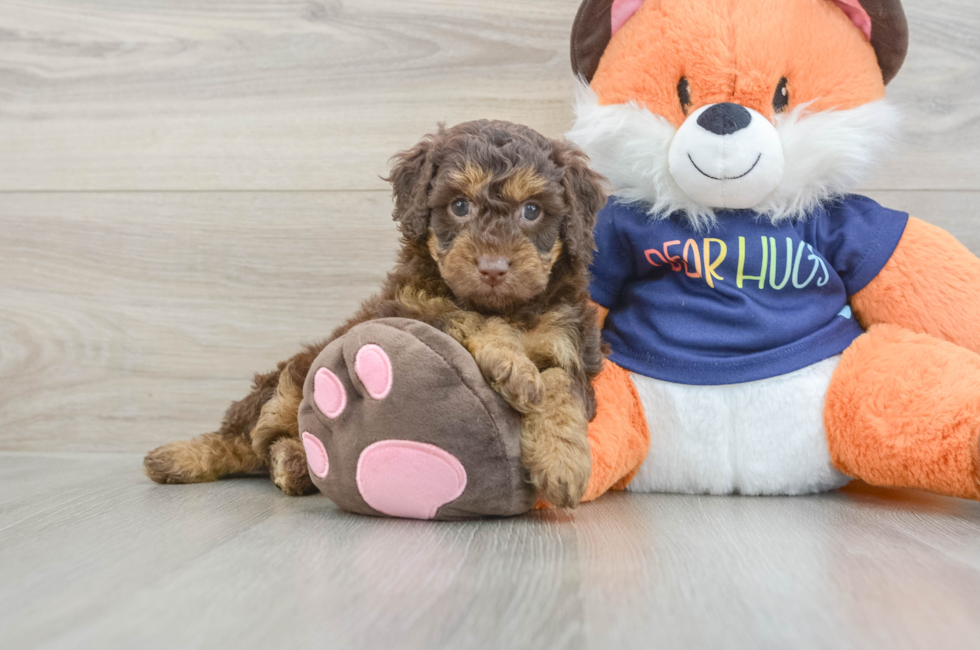 6 week old Cockapoo Puppy For Sale - Florida Fur Babies