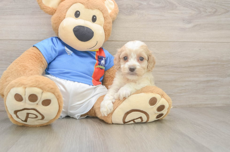 5 week old Cockapoo Puppy For Sale - Florida Fur Babies