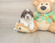 5 week old Cockapoo Puppy For Sale - Florida Fur Babies