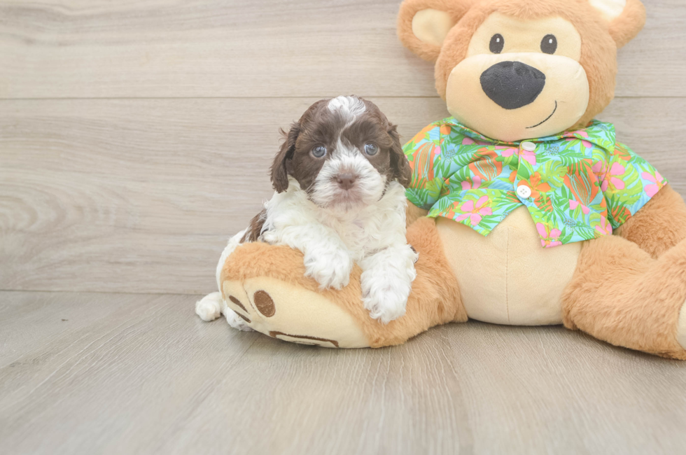 5 week old Cockapoo Puppy For Sale - Florida Fur Babies