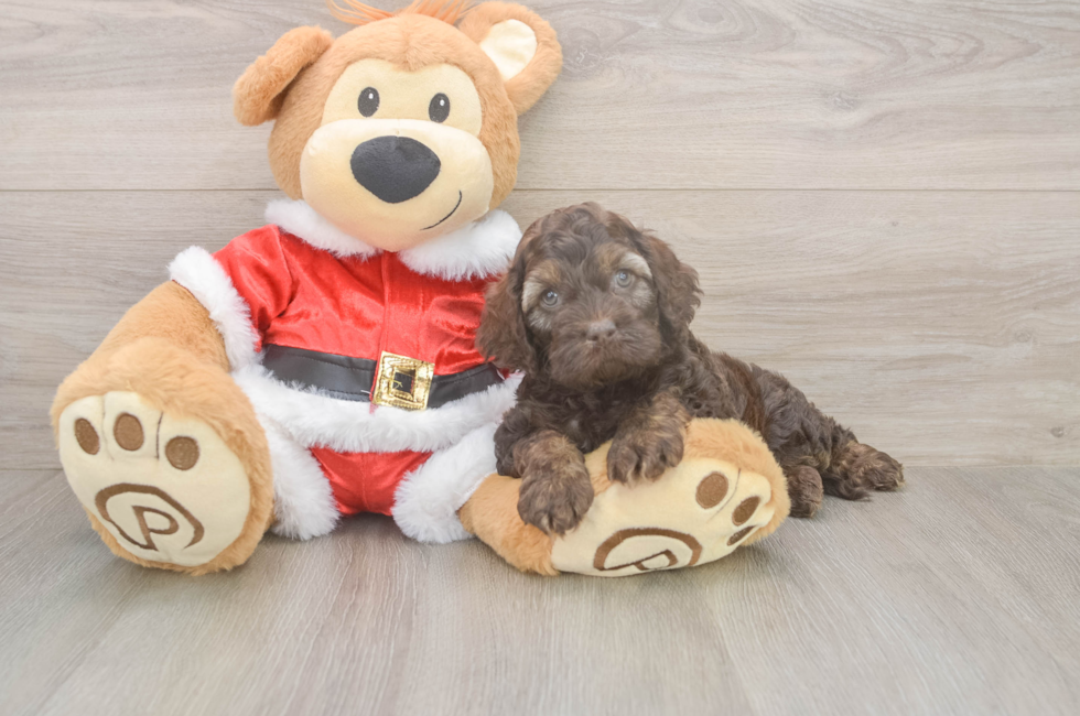 5 week old Cockapoo Puppy For Sale - Florida Fur Babies