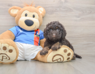 7 week old Cockapoo Puppy For Sale - Florida Fur Babies