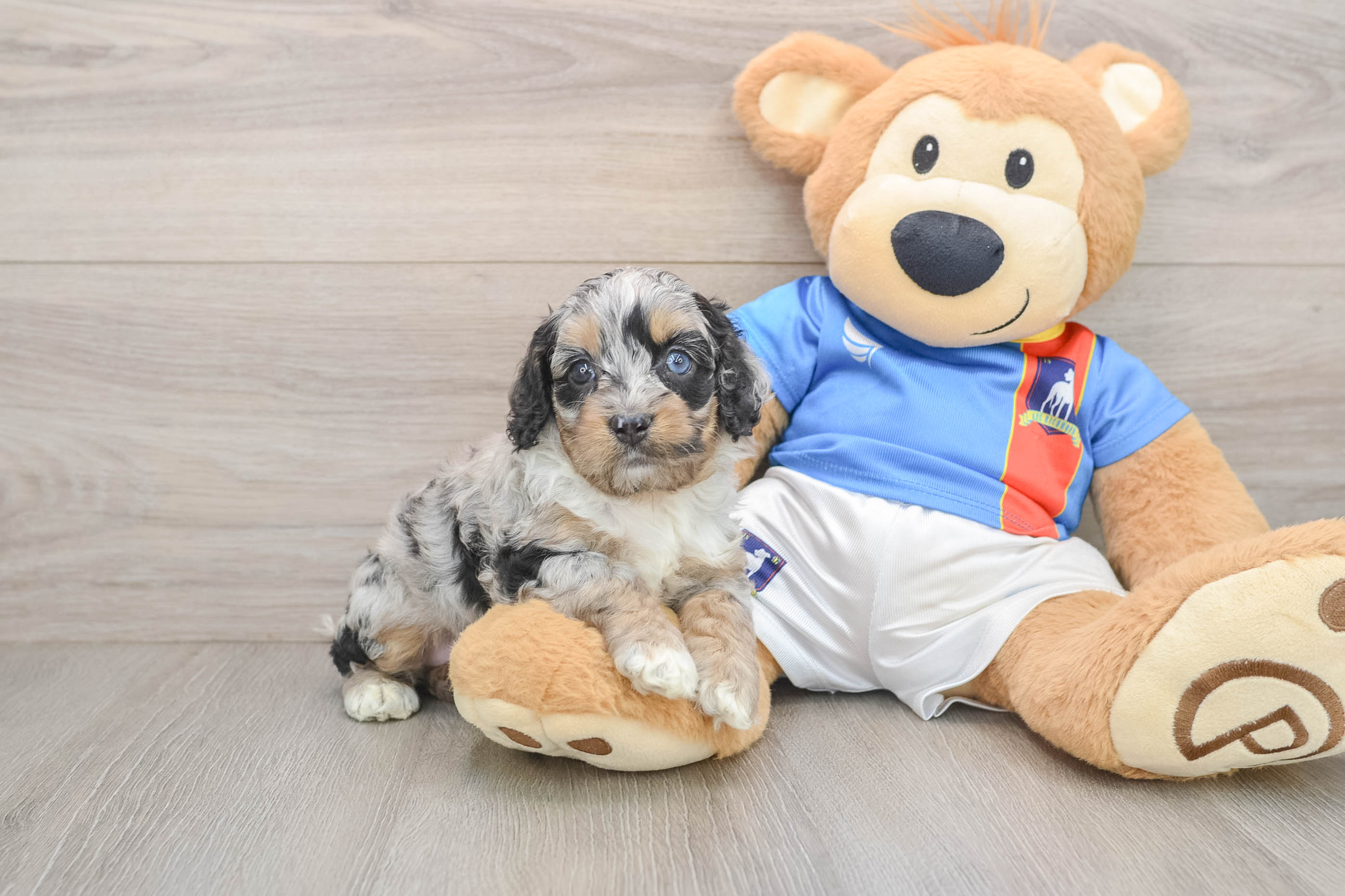 Best Cockapoo Baby