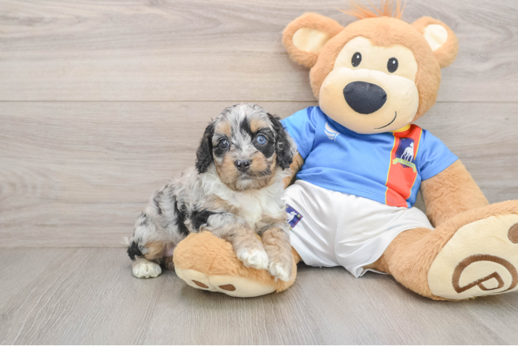 Best Cockapoo Baby