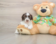 5 week old Cockapoo Puppy For Sale - Florida Fur Babies