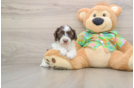 Adorable Cocker Doodle Poodle Mix Puppy