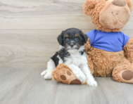 7 week old Cockapoo Puppy For Sale - Florida Fur Babies