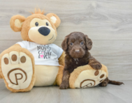 7 week old Cockapoo Puppy For Sale - Florida Fur Babies