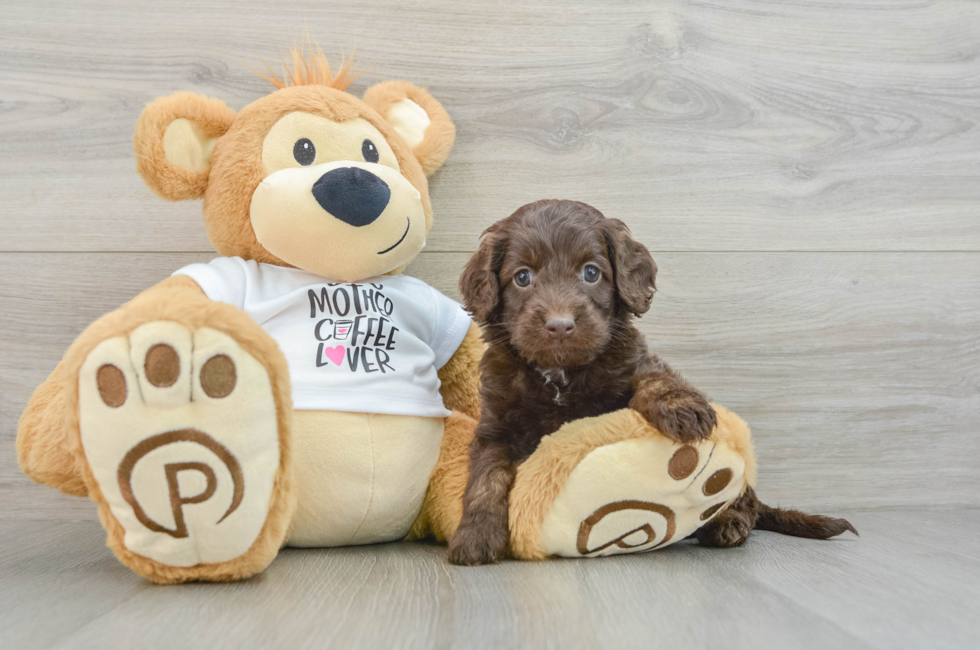 7 week old Cockapoo Puppy For Sale - Florida Fur Babies