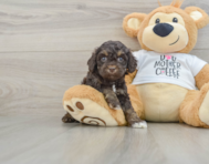 9 week old Cockapoo Puppy For Sale - Florida Fur Babies