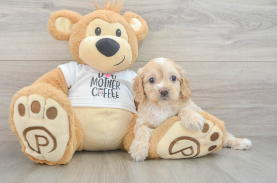 Cockapoo Pup Being Cute