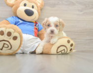7 week old Cockapoo Puppy For Sale - Florida Fur Babies