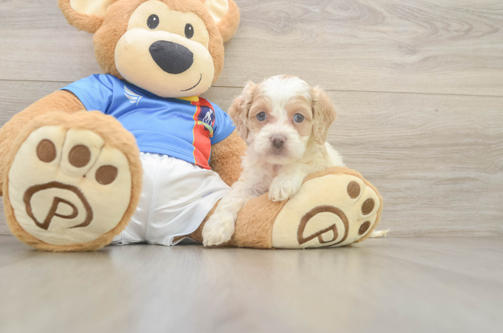 5 week old Cockapoo Puppy For Sale - Florida Fur Babies