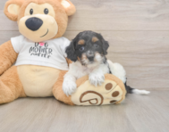 6 week old Cockapoo Puppy For Sale - Florida Fur Babies