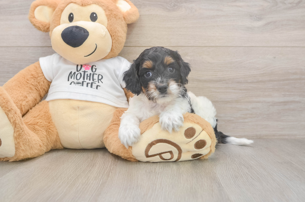 5 week old Cockapoo Puppy For Sale - Florida Fur Babies