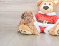 6 week old Cockapoo Puppy For Sale - Florida Fur Babies