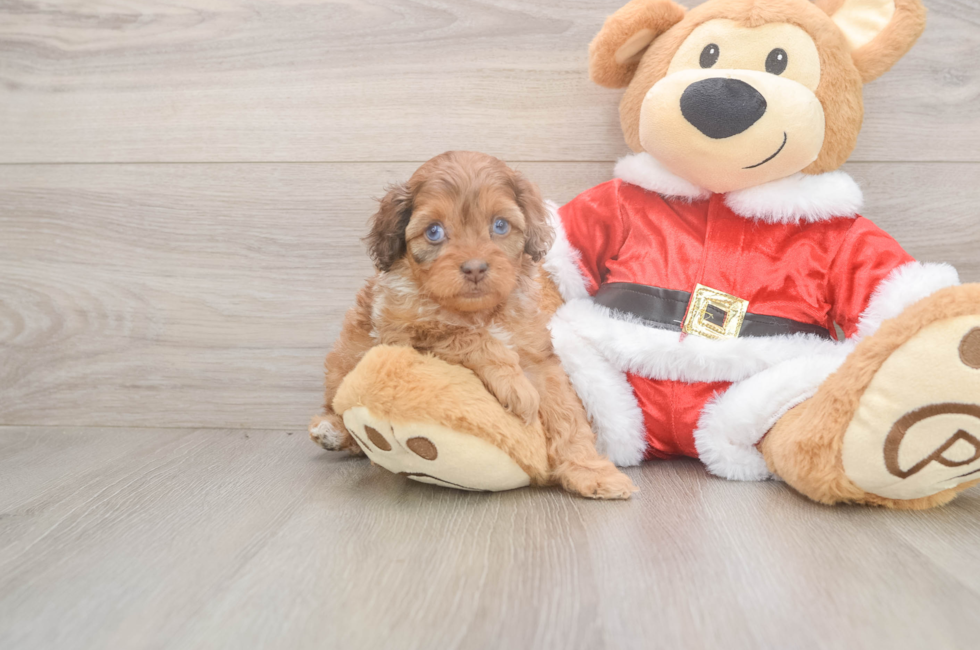 5 week old Cockapoo Puppy For Sale - Florida Fur Babies
