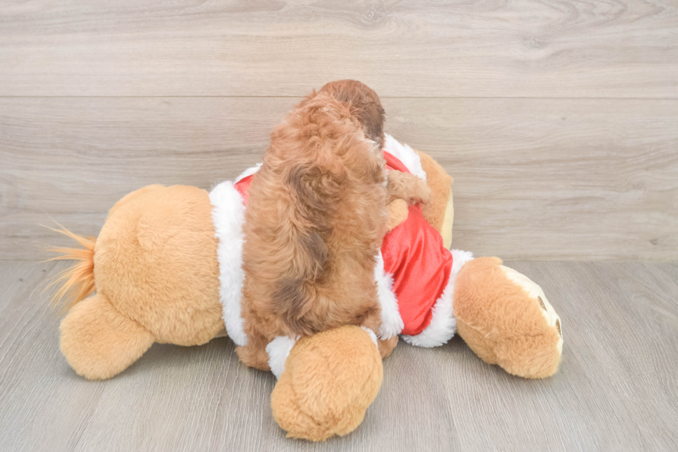 Cockapoo Pup Being Cute