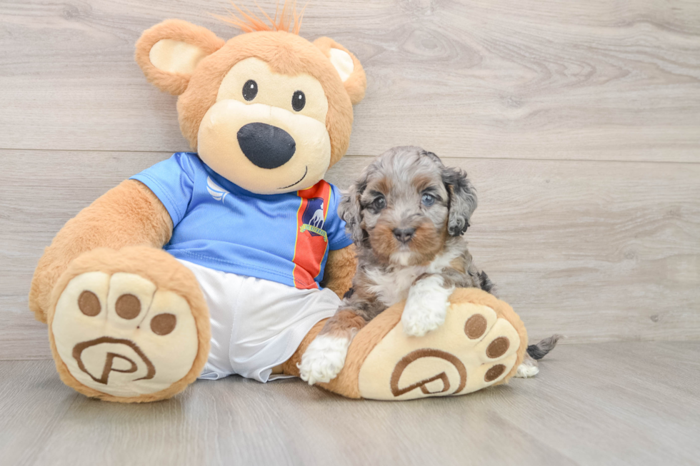 Adorable Cocker Doodle Poodle Mix Puppy
