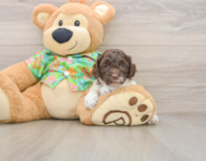 5 week old Cockapoo Puppy For Sale - Florida Fur Babies