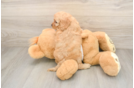 Happy Cockapoo Baby